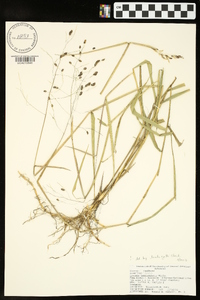 Leersia lenticularis image