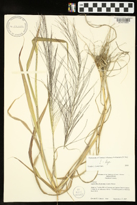 Leptochloa panicea image