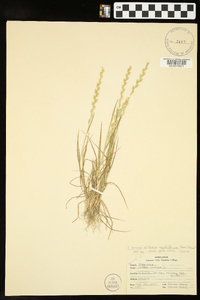 Lolium perenne subsp. multiflorum image