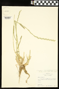 Lolium perenne subsp. multiflorum image