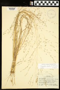 Eragrostis refracta image