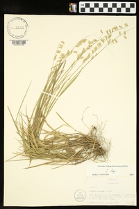 Melica mutica image