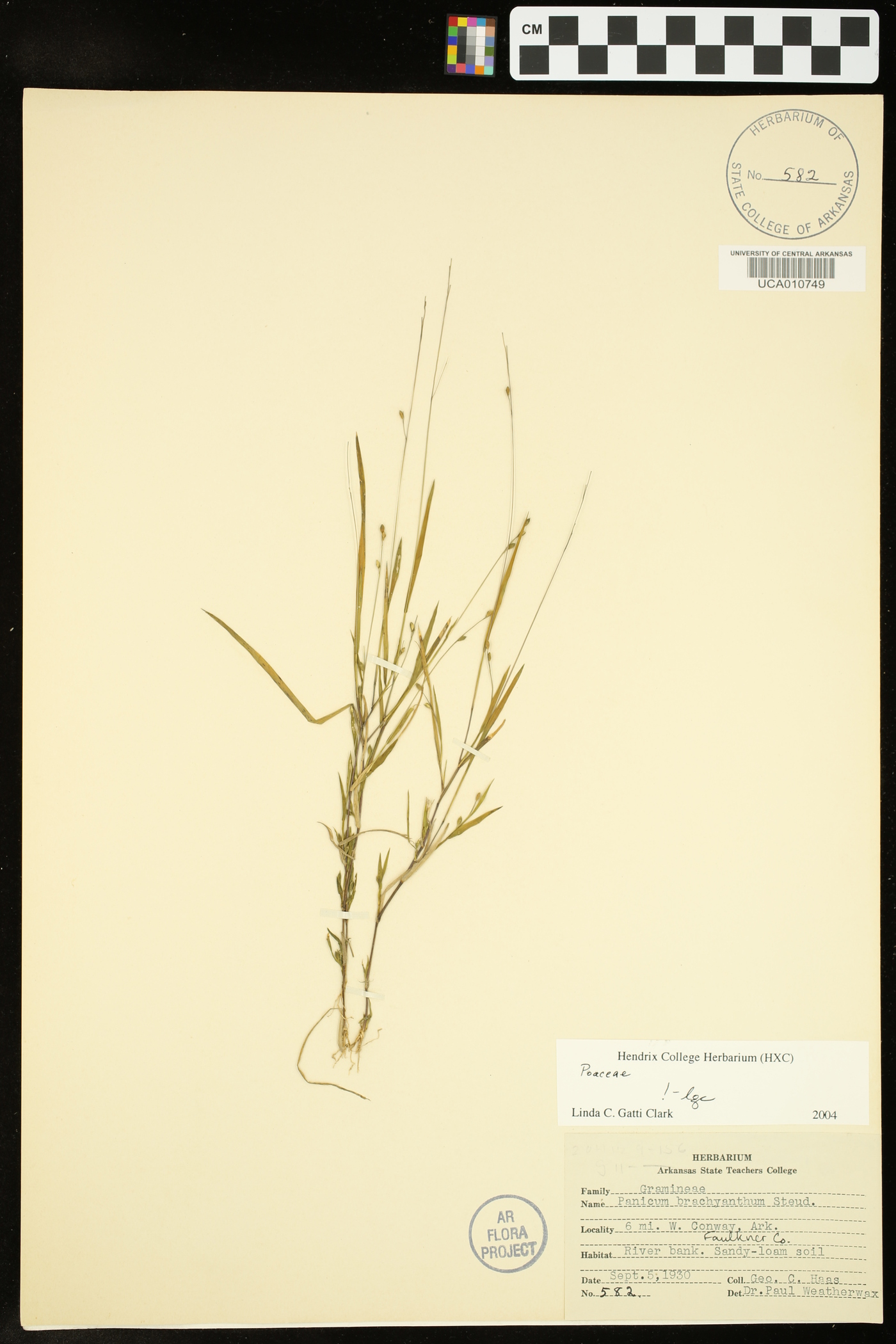 Kellochloa brachyantha image