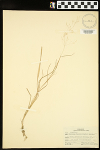 Panicum flexile image