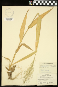 Panicum polyanthes image