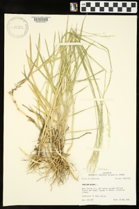 Panicum repens image