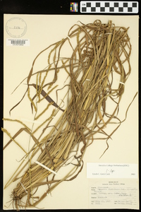 Paspalum floridanum image