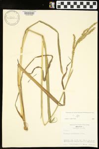 Paspalum floridanum image