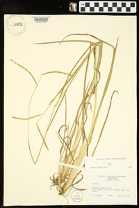 Paspalum laeve image