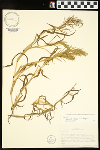 Paspalum repens image