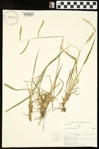 Paspalum dilatatum image