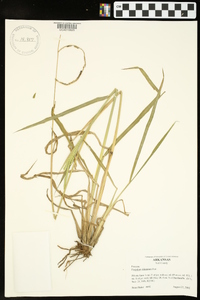 Paspalum dilatatum image