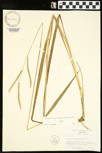 Paspalum floridanum image