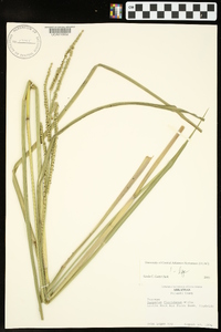 Paspalum floridanum image