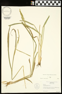 Paspalum laeve image