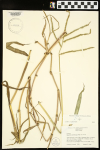 Paspalum pubiflorum image