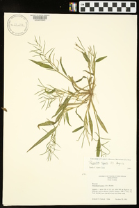 Paspalum repens image