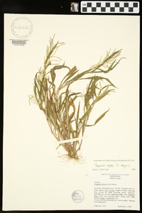 Paspalum repens image