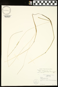 Paspalum setaceum var. muhlenbergii image