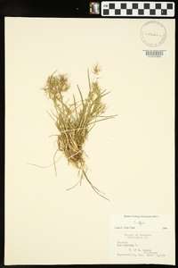 Poa bulbosa image