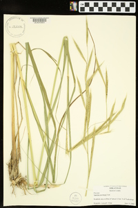 Spartina pectinata image