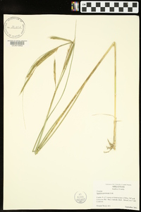 Spartina pectinata image