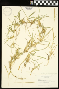 Stenotaphrum secundatum image