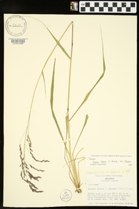 Tridens flavus var. flavus image