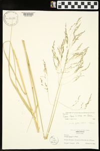 Tridens flavus var. flavus image