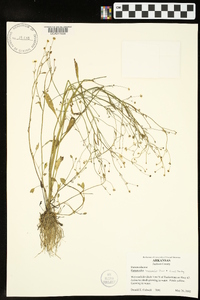 Ranunculus laxicaulis image