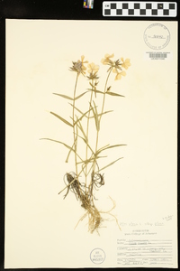 Phlox pilosa subsp. pilosa image