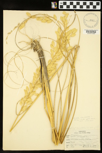 Uniola paniculata image