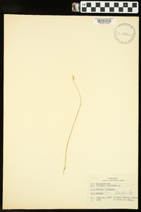 Polygala incarnata image