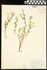 Polygala sanguinea image