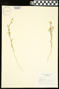 Polygala sanguinea image