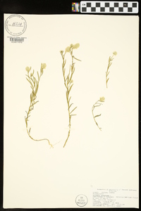 Polygala sanguinea image