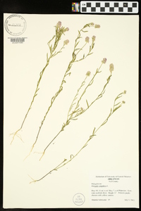 Polygala sanguinea image