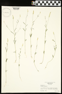 Polygala verticillata image