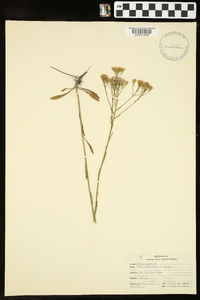 Polygala cymosa image