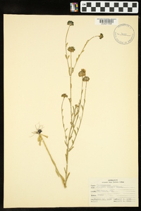 Polygala harperi image