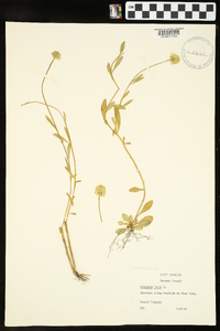 Polygala lutea image