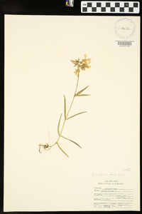 Phlox pilosa subsp. pilosa image