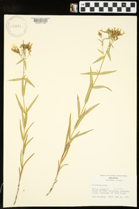 Phlox pilosa subsp. pilosa image