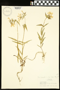 Phlox divaricata subsp. laphamii image