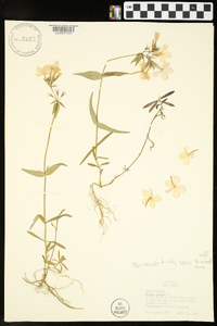 Phlox divaricata subsp. laphamii image