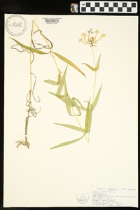 Phlox glaberrima image