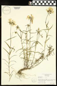 Phlox pilosa subsp. pilosa image