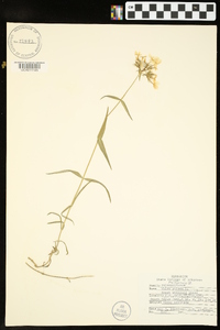 Phlox pilosa subsp. pilosa image