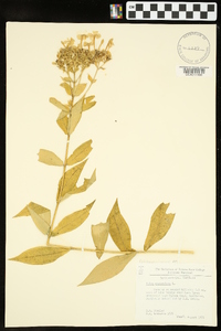 Phlox paniculata image