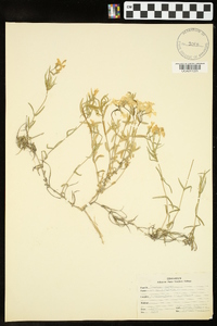 Phlox subulata image